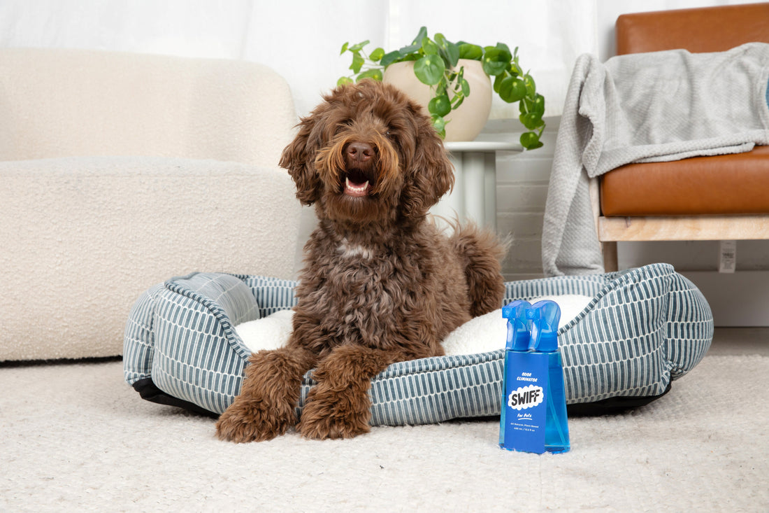Dog Bed Smell: Why It Comes Back and How to Stop It