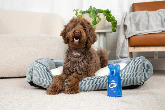 Dog Bed Smell: Why It Comes Back and How to Stop It
