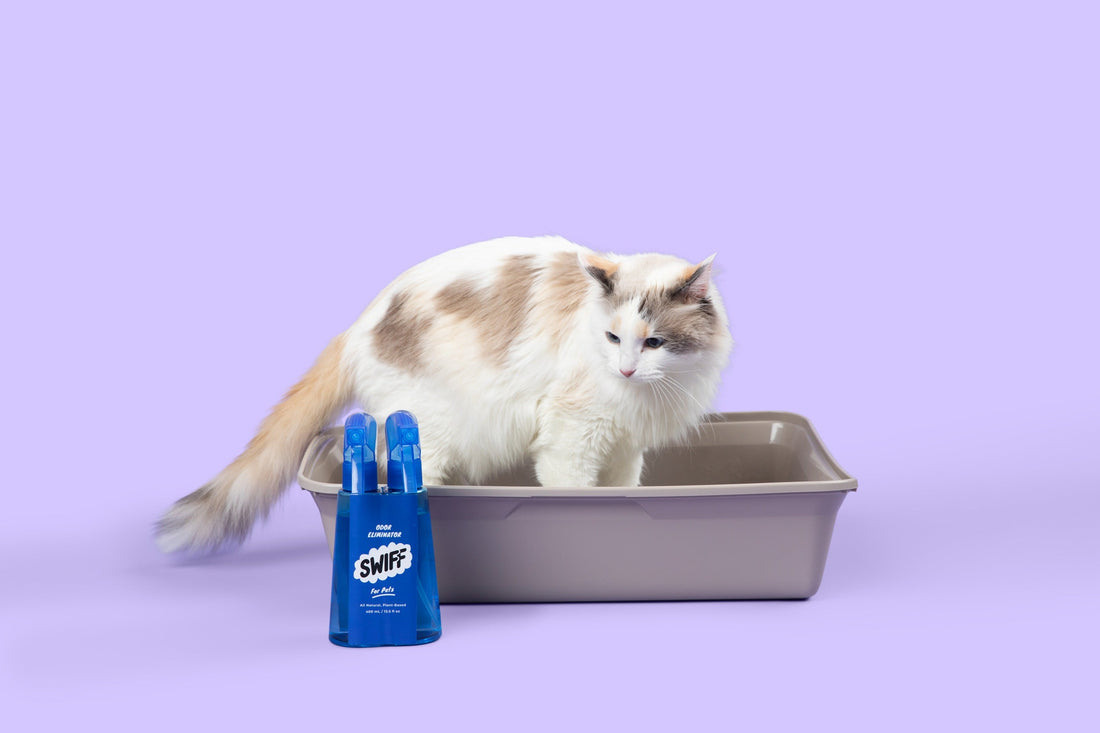 Cat Litter Box Smell in Carpet: The Real Fix