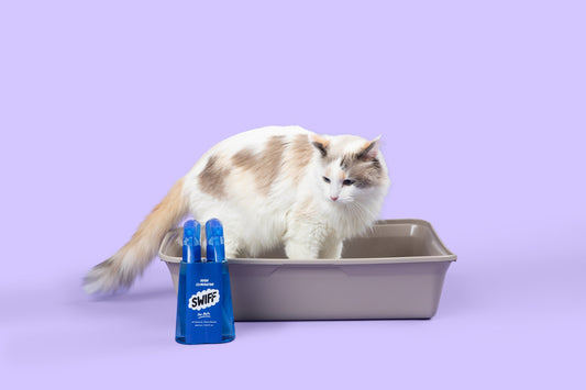 Cat Litter Box Smell in Carpet: The Real Fix
